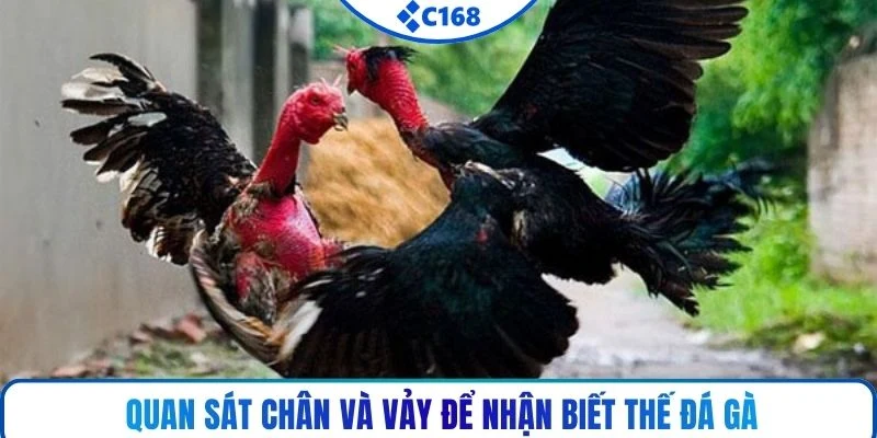 Quan sát chân và vảy để nhận biết thế đá gà